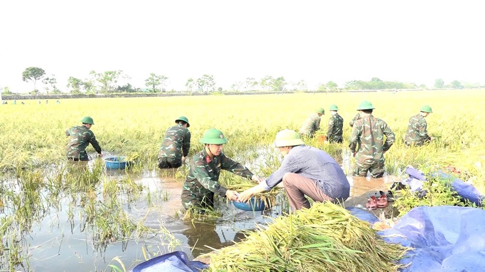 Khẩn trương bù đắp sản lượng lương thực bị thiếu hụt do bão, lũ