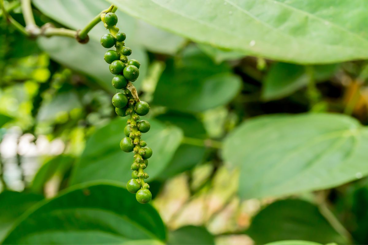 Giá tiêu - Ảnh 2.