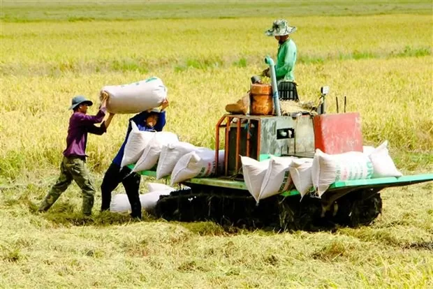 Giá lúa gạo hôm nay 14/10/2024: Giá lúa yên ắng, giá gạo trong nước tăng