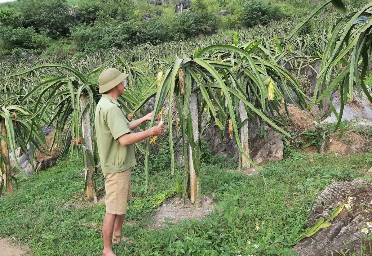 vùng trồng thanh long tại Sơn La