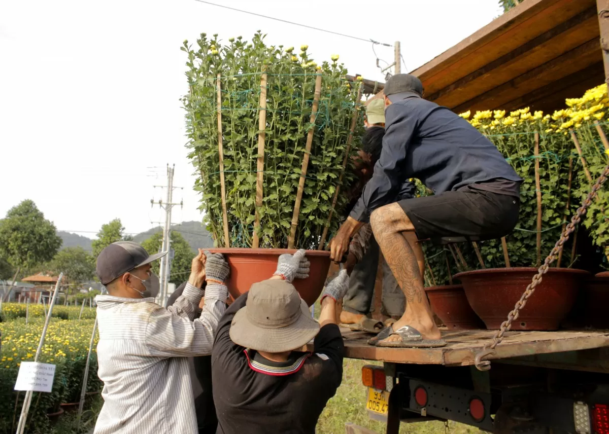 Bà Rịa-Vũng Tàu: Rộn ràng từ làng hoa đến chợ hoa Tết