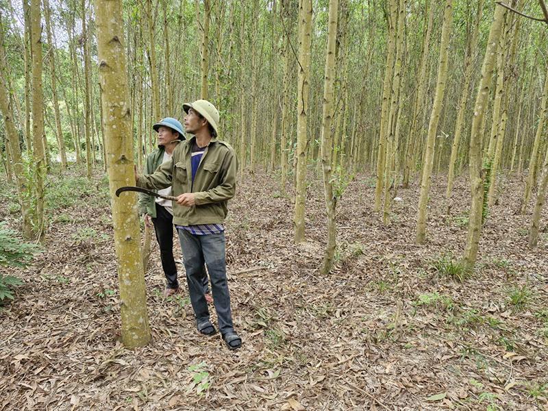 Trồng rừng là hướng đi giúp nhiều hộ dân xã Cao Quảng thoát nghèo.