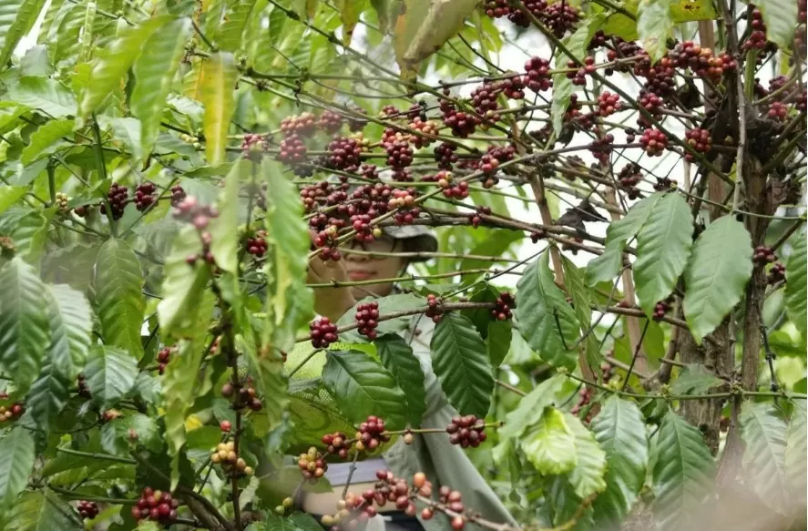 giá cà phê Arabica giảm 5,3% xuống còn 8.724 USD/tấn, trong khi giá Robusta giảm 2% còn 5.641 USD/tấn.