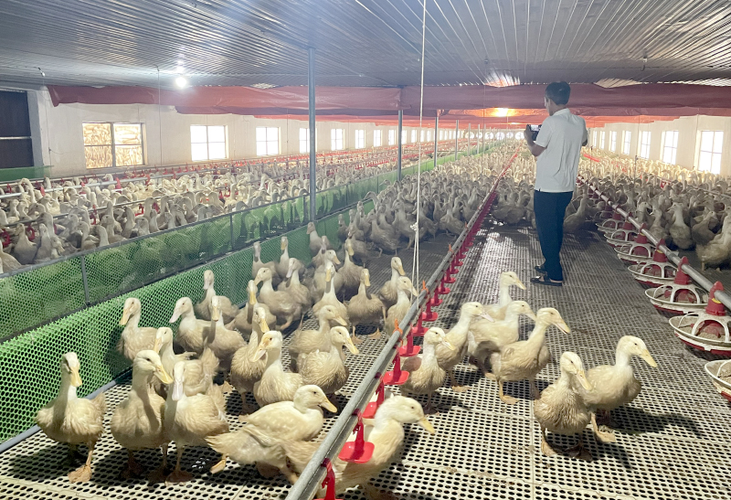 Tổng đàn gia cầm trên địa bàn tỉnh khoảng 6 triệu con.