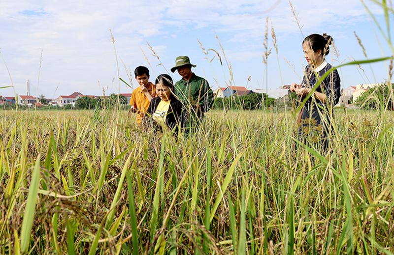 Giống lúa nếp than được sản xuất trên đồng ruộng ở địa bàn TP. Đồng Hới.