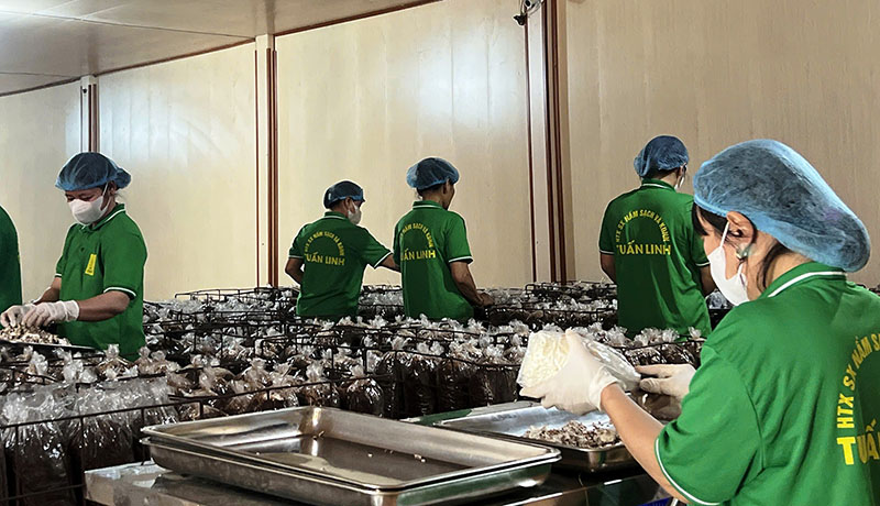 HTX Sản xuất nấm sạch và kinh doanh nông nghiệp Tuấn Linh (Bố Trạch) là một trong ba đơn vị được bình chọn và tôn vinh giải thưởng Ngôi sao HTX.