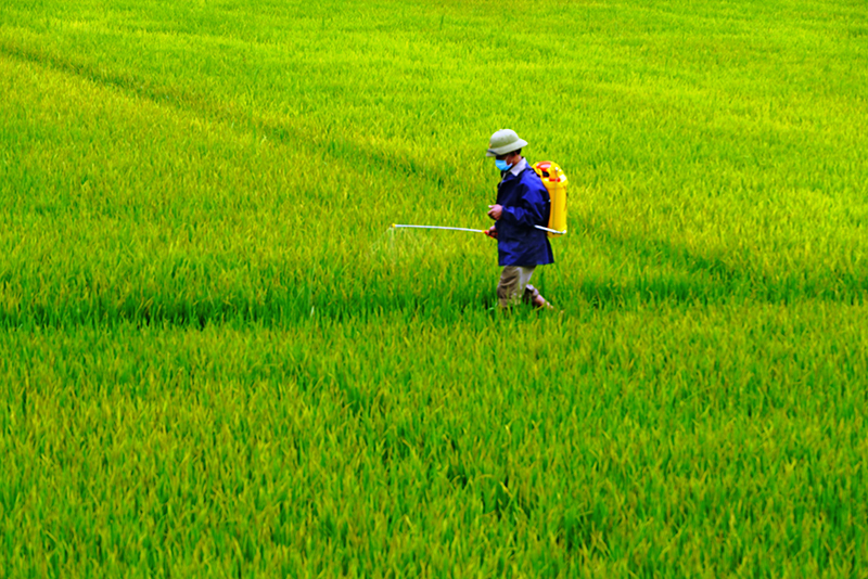 Nông dân xã Mai Hóa (Tuyên Hóa) phun thuốc phòng trừ bệnh khô đầu lá cho lúa vụ đông-xuân.
