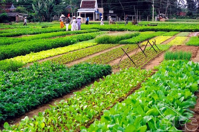 Làng rau Trà Quế được công nhận là Di sản văn hóa phi vật thể quốc gia