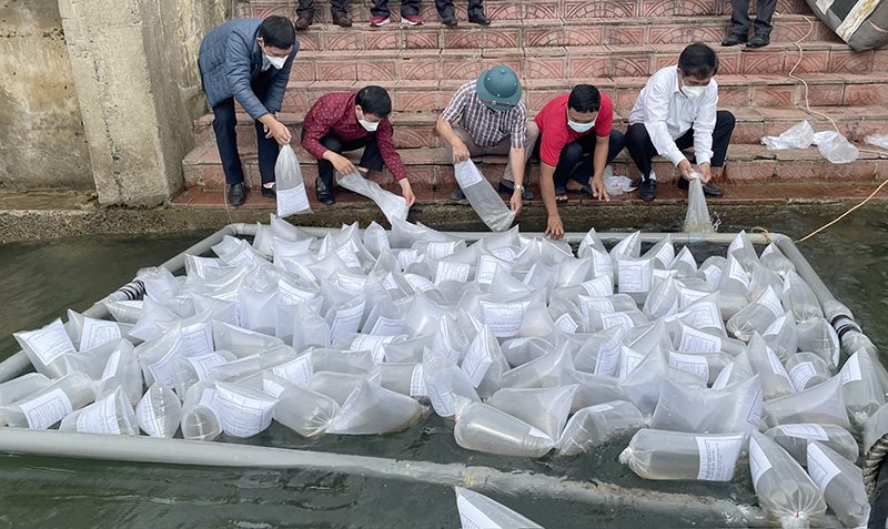 Hoạt động thả cá, tái tạo nguồn lợi thủy sản luôn được Sở Nông nghiệp và Môi trường quan tâm.