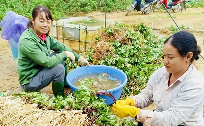 Cây dược liệu ‘chữa nghèo’ cho bà con dân tộc thiểu số
