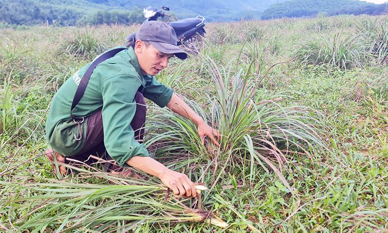 Quy mô sản xuất nông nghiệp của người dân ở vùng khai thác khoáng sản vẫn còn mang tính nhỏ lẻ và bấp bênh.