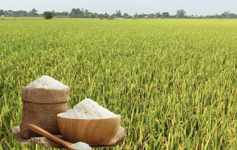 Giá lúa gạo hôm nay ngày 18/6: Lúa tươi đảo chiều tăng. gạo các loại tương đối ổn định. Ảnh: Thanh Minh.