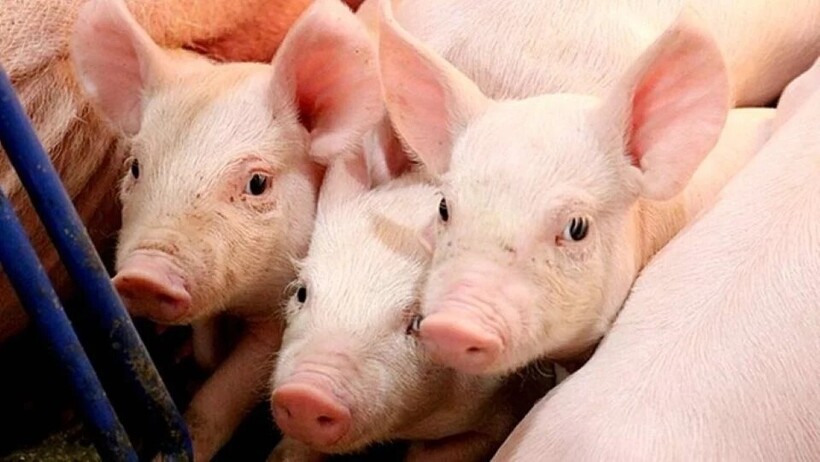 Giá heo hơi hôm nay 27/6/2025: Cao nhất 73.000 đồng/kg.