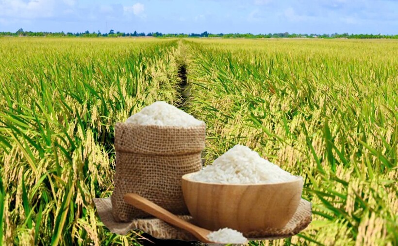 Giá lúa gạo hôm nay ngày 13/7 và tuần qua lúa tăng mạnh, gạo tương đối ổn định. Ảnh: Thanh Minh.