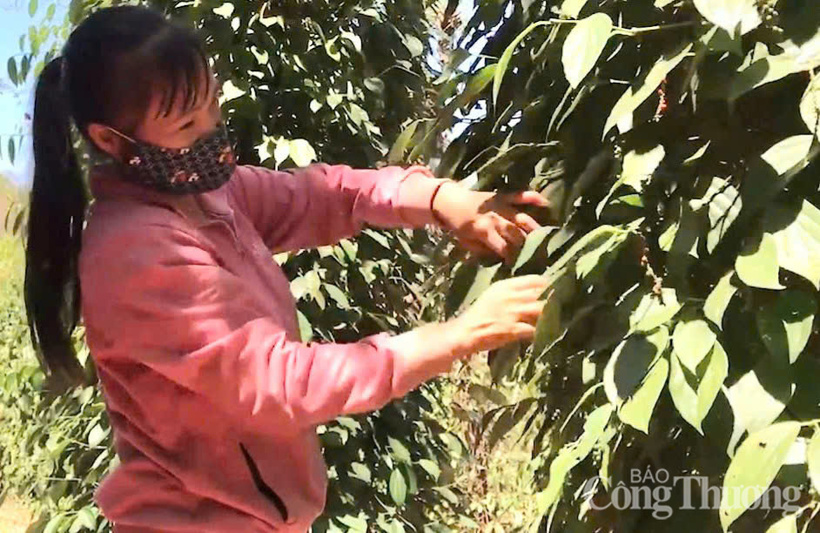 Nông dân tỉnh Đồng Nai thu hoạch hồ tiêu