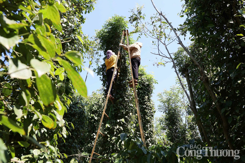 Nông dân tỉnh Lâm Đồng thu hoạch hồ tiêu