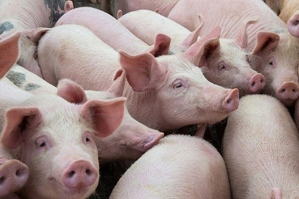 Giá heo hơi hôm nay ngày 24/7/2025: Tiếp đà trượt dài, thấp nhất 59.000 đồng/kg