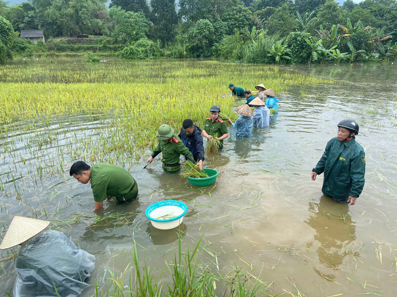Công an xã Vị Xuyên (tỉnh Tuyên Quang) gặt lúa chạy lũ giúp Nhân dân.