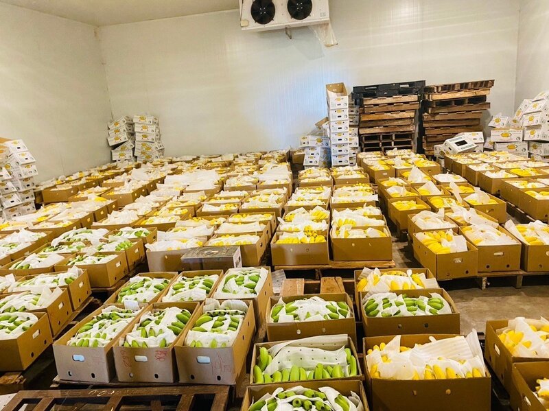 Thị trường chuối toàn cầu trị giá khoảng 15 tỉ USD/năm, nhu cầu tiếp tục tăng nhờ mức tiêu thụ tại châu Á và Trung Đông. Ảnh minh họa