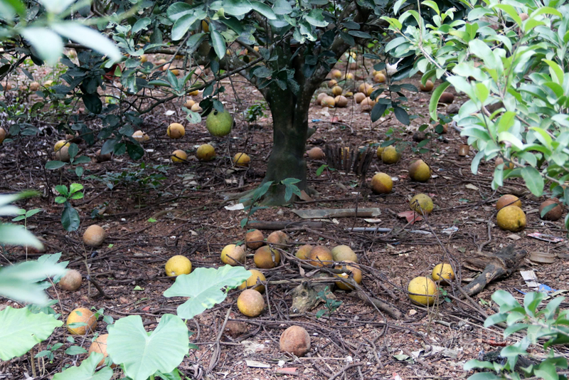 Chính quyền địa phương đang phối hợp với các ngành chuyên môn, hướng dẫn người dân kỹ thuật chăm sóc phù hợp, cố gắng giữ số quả còn lại. Hướng tới giữ vững giá trị thương hiệu bưởi Diễn cho những mùa vụ tới.