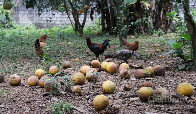 Hàng chục hecta bưởi Diễn rụng quả, nông dân Hà Tĩnh lo mất Tết - 9