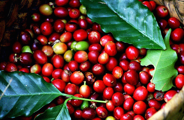 Giá cà phê Arabica tăng ấn tượng hơn 2,1% lên mức 8.388 USD/tấn, trong khi giá cà phê Robusta cũng tăng gần 0,5% lên mức 4.232 USD/tấn. Ảnh minh họa