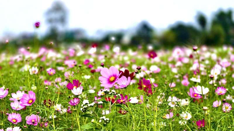 Ngoài hoa hướng dương, cánh đồng còn trồng thêm một vài loài hoa khác, tô điểm thêm bức tranh sắc màu rực rỡ. Ảnh: Nguyễn Dương