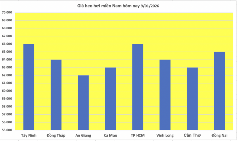 Giá heo hơi hôm nay 9/1/2026: Tiếp đà tăng giá, lập đỉnh mới - 3