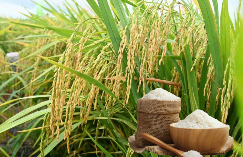 Giá lúa gạo hôm nay ngày 19/1: Gạo xuất khẩu tăng, lúa vững giá. Ảnh: Thanh Minh.