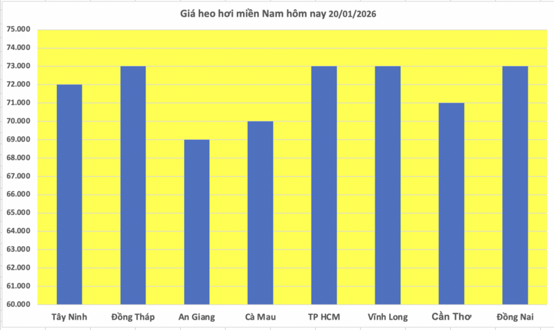 Giá heo hơi hôm nay 20/1/2026: Tiếp đà tăng tại nhiều nơi - 3