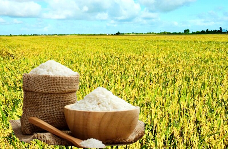 Giá lúa gạo hôm nay ngày 26/1/2026: Gạo xuất khẩu đảo chiều giảm . Ảnh: Thanh Minh.