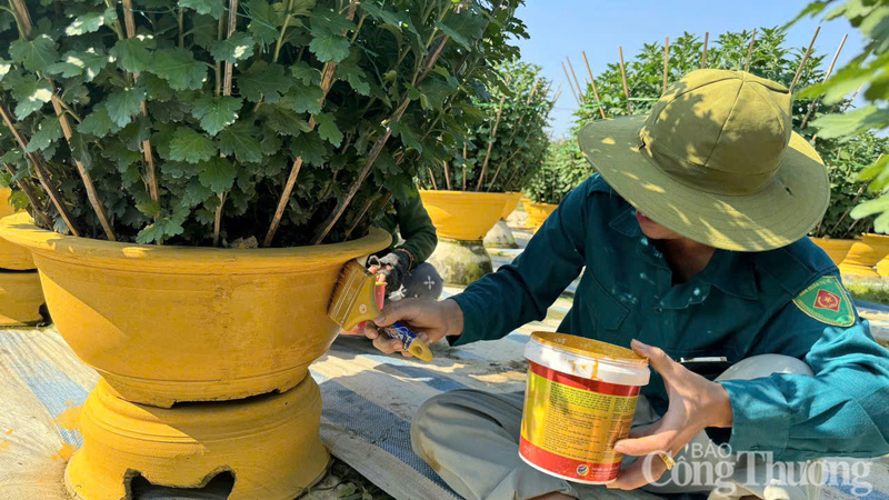 Làm đẹp chậu bằng sơn, trước khi giao cho thương lái.