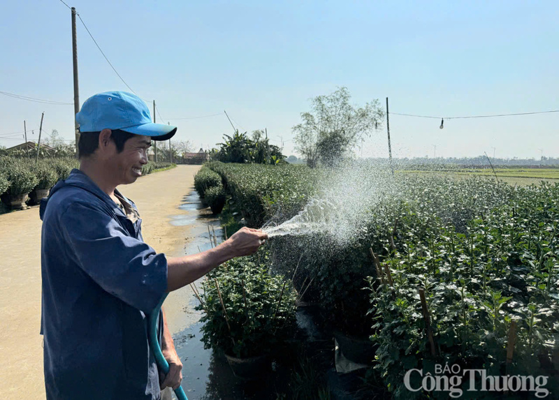 Những ngày này, người trồng hoa ở Thanh Thuỷ tất bật chăm sóc, tưới hoa hy vọng đón một cái Tết ấm no.