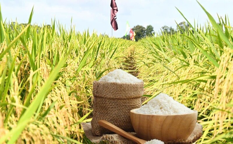 Giá lúa gạo hôm nay ngày 11/2/2026: Gạo nguyên liệu xuất khẩu giảm, lúa tươi vững giá. Ảnh: Thanh Minh.