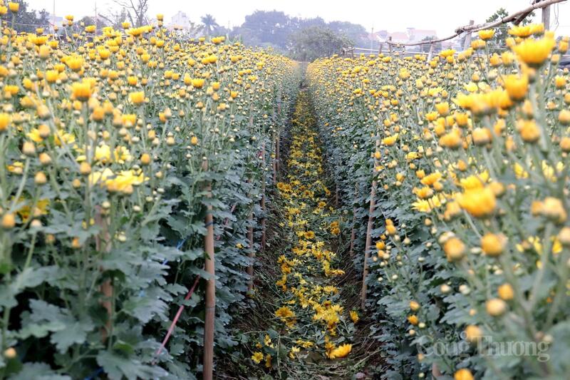Cánh đồng hoa rực rỡ sắc màu.