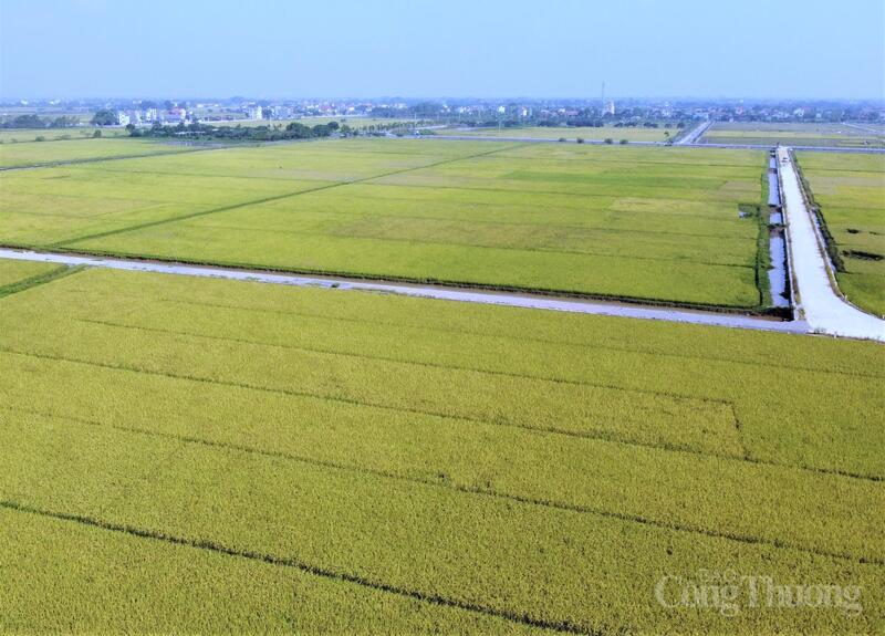 Việc Philippines tạm thời giảm nhập khẩu gạo trong giai đoạn cao điểm thu hoạch nhằm điều tiết thị trường nội địa, không ảnh hưởng vai trò khách hàng chiến lược của gạo Việt Nam về dài hạn. Ảnh: N.H