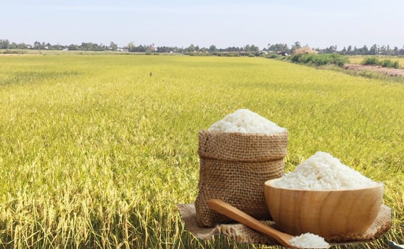 Giá lúa gạo hôm nay ngày 24/3: Gạo thơm dẻo neo cao, lúa tươi vững giá. Ảnh: Thanh Minh.