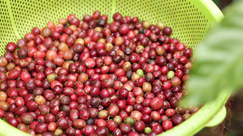 Cà phê Gia Lai được người nông dân thu hoạch. Ảnh: Hiền Mai
