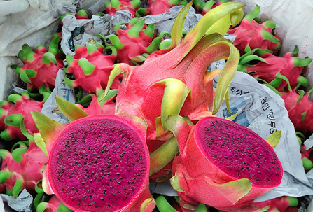 Giá thanh long nghịch vụ tăng cao. Ảnh minh hoạ