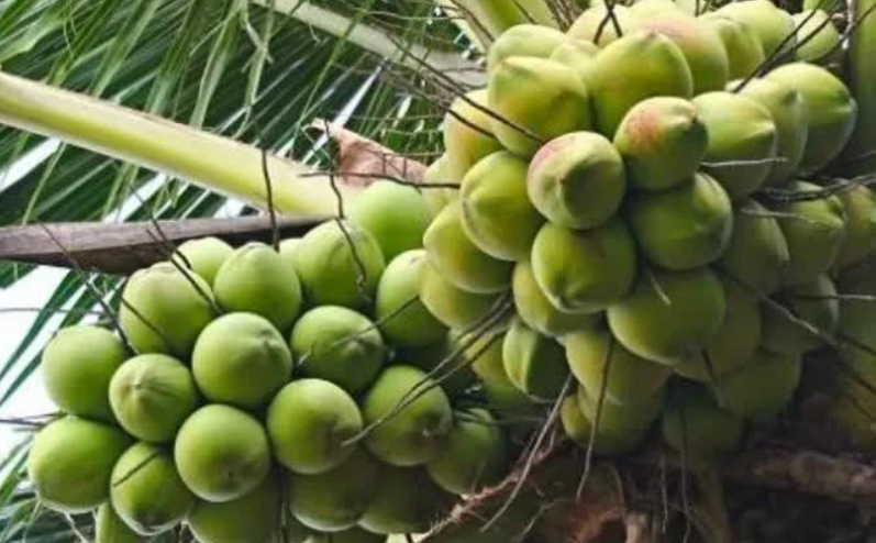 Dừa xiêm xanh loại 1 hiện được thương lái thu mua tại vườn ở mức 130.000-140.000 đồng/chục. Ảnh minh họa