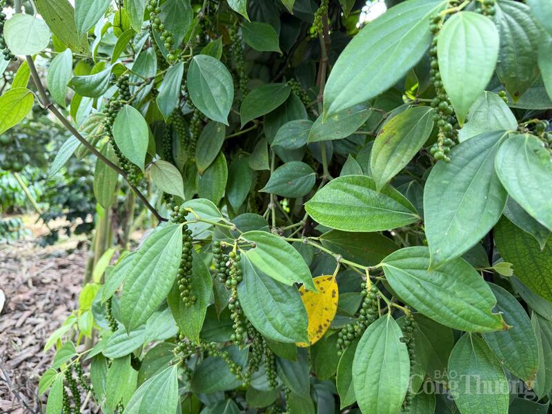 Vườn trồng hồ tiêu tại Lâm Đồng.