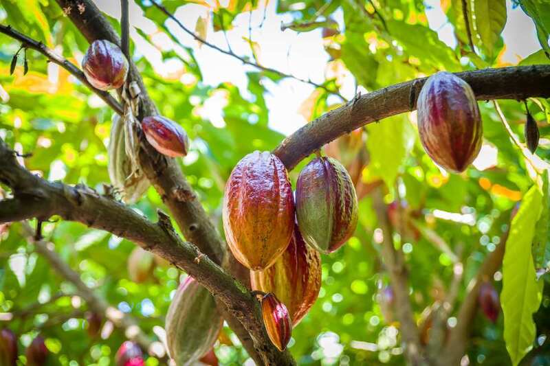 Giá ca cao đã tăng gần 8% nâng tổng mức tăng trong 5 phiên gần nhất lên 17,8%, hiện giao dịch quanh mức 3.883 USD/tấn. Ảnh minh hoạ