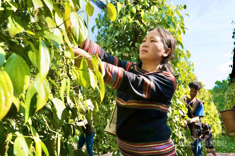 Người dân Tây Nguyên thu hoạch hồ tiêu