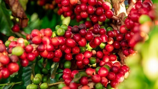 Giá cà phê Arabica và Robusta đồng loạt tăng, thị trường chịu tác động kép từ địa chính trị. Ảnh minh họa