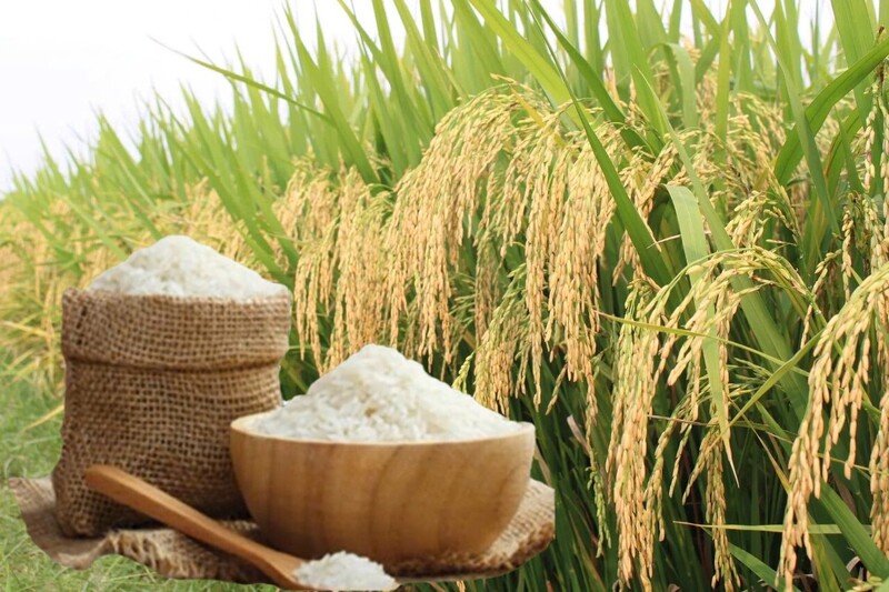 Giá lúa gạo hôm nay ngày 15/5: Gạo thường chợ giảm 1.000 đồng/kg. Ảnh: Thanhn Minh.