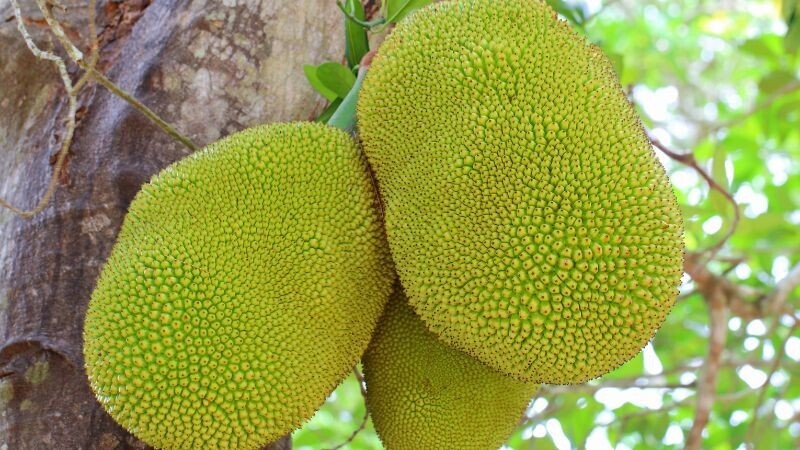 Giá mít Thái đã tăng từ 500-3.000 đồng/kg so với cách nay hơn 1 tuần. Ảnh minh hoạ