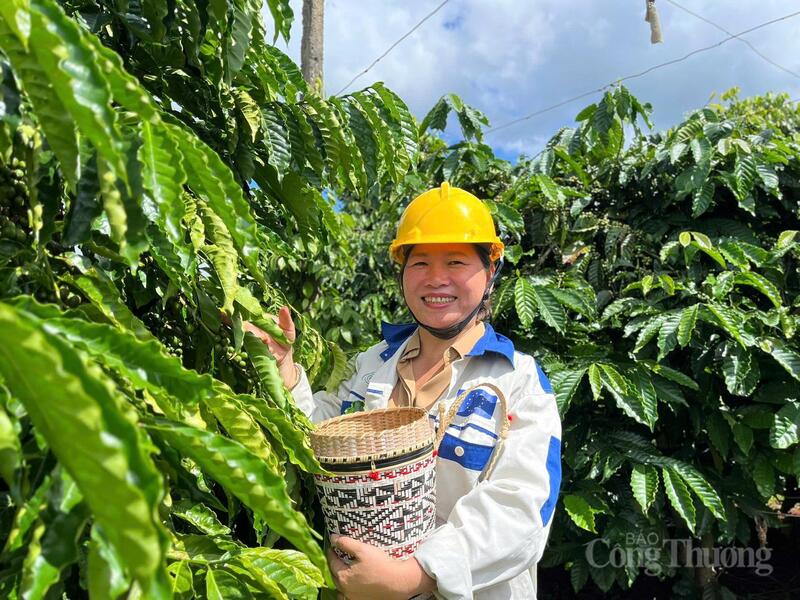 Người nông dân bên vườn trồng cà phê tại Gia Lai