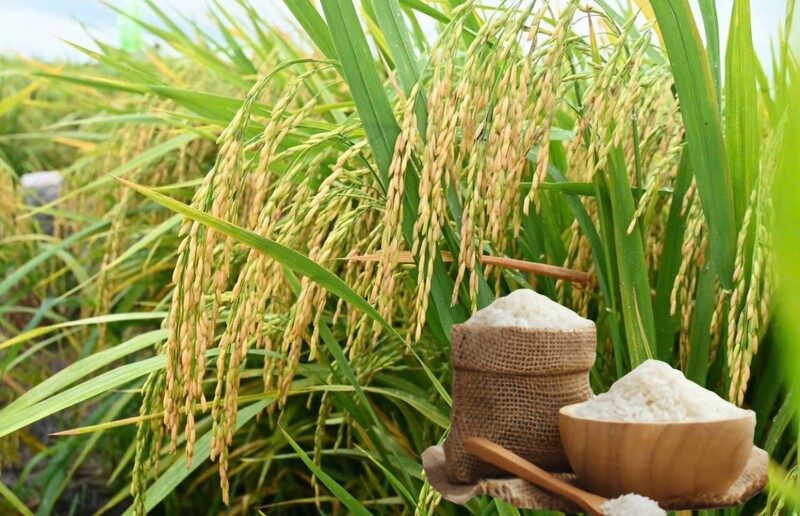 Giá lúa gạo hôm nay ngày 28/5/2026: Thị trường “lặng sóng”. Ảnh: Thanh Minh.
