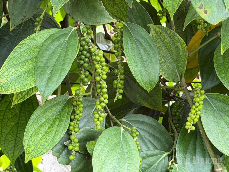 Vườn trồng hồ tiêu tại Lâm Đồng.
