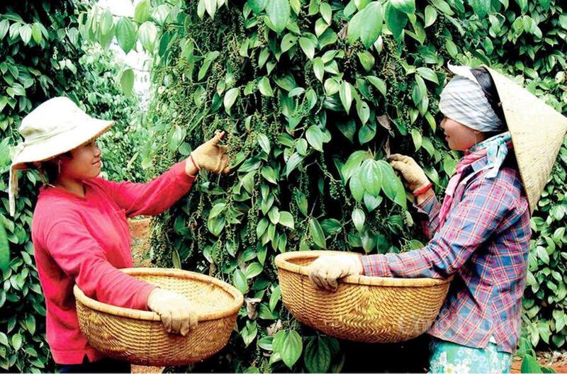Thu hoạch hồ tiêu tại Gia Lai.